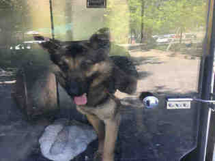 Medium Photo #1 German Shepherd Dog Puppy For Sale in Sacramento, CA, USA