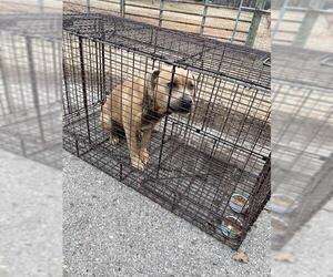 American Pit Bull Terrier-Unknown Mix Dogs for adoption in Oklahoma City, OK, USA