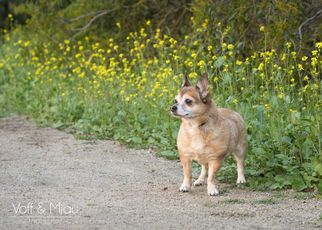 Medium Photo #1 Pembroke Welsh Corgi-Unknown Mix Puppy For Sale in Lake Elsinore, CA, USA