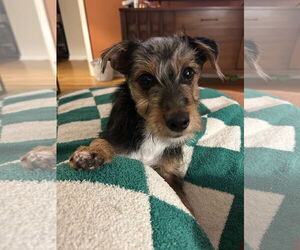 Jack Russell Terrier-Unknown Mix Dogs for adoption in St. Louis Park, MN, USA