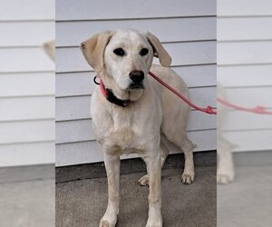 Medium Photo #1 Labrador Retriever Puppy For Sale in Calverton, NY, USA