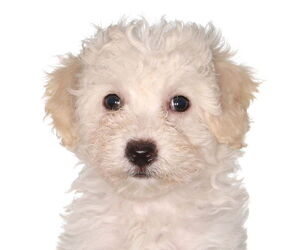Poodle (Miniature)-Unknown Mix Dogs for adoption in Oakland Park, FL, USA