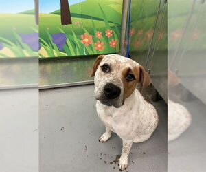 American Pit Bull Terrier-Unknown Mix Dogs for adoption in Waco, TX, USA