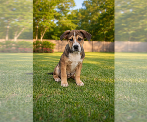 Australian Shepherd-Bulldog Mix Dogs for adoption in McKinney, TX, USA