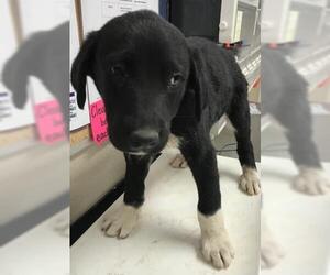 Labrador Retriever-Unknown Mix Dogs for adoption in Conroe, TX, USA