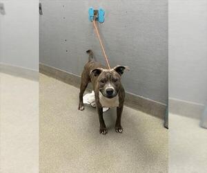 American Pit Bull Terrier-Unknown Mix Dogs for adoption in Las Vegas, NV, USA
