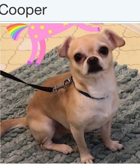 Chihuahua Dogs for adoption in Slidell, LA, USA