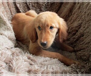 Golden Retriever Dogs for adoption in Grovertown, IN, USA