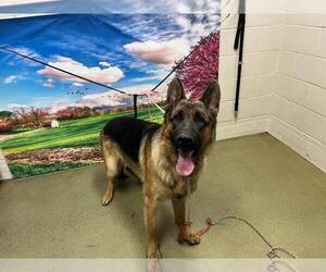German Shepherd Dog-Unknown Mix Dogs for adoption in Moreno Valley, CA, USA