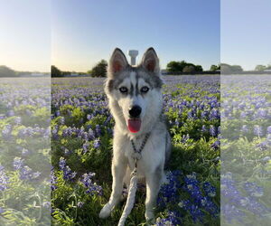 Siberian Husky Dogs for adoption in Carrollton, TX, USA