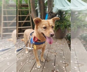 Shiba Inu-Unknown Mix Dogs for adoption in encino, CA, USA