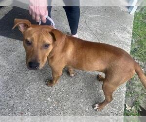 American Pit Bull Terrier Dogs for adoption in Houston, TX, USA