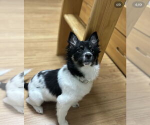 Basenji-Pomeranian Mix Dogs for adoption in Agoura Hills, CA, USA