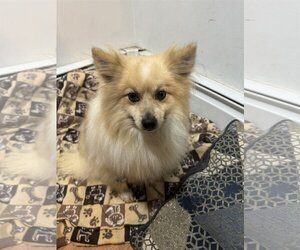 Pomeranian Dogs for adoption in Tenafly, NJ, USA