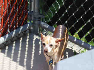 Chihuahua Dogs for adoption in Bowling Green, OH, USA