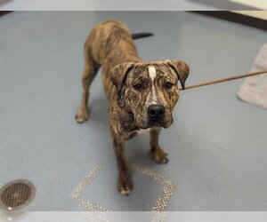 Plott Hound-Unknown Mix Dogs for adoption in Denver, CO, USA