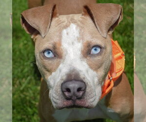 American Staffordshire Terrier-Boxer Mix Dogs for adoption in Huntley, IL, USA