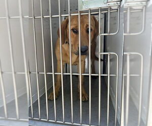 Labrador Retriever-Unknown Mix Dogs for adoption in Sacramento, CA, USA