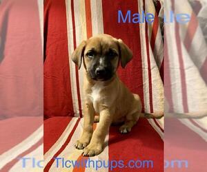 Mutt Dogs for adoption in Colton, CA, USA