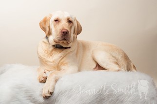 Medium Photo #1 Labrador Retriever Puppy For Sale in Decatur, GA, USA