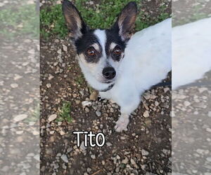 Rat-Cha Dogs for adoption in Port Clinton, OH, USA