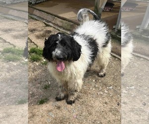Labradoodle Dogs for adoption in Shreveport, LA, USA