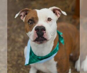 American Staffordshire Terrier-Unknown Mix Dogs for adoption in San Antonio, TX, USA