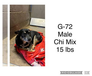 Chihuahua-Unknown Mix Dogs for adoption in San Diego, CA, USA