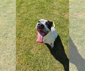 American Bulldog-Catahoula Leopard Dog Mix Dogs for adoption in Grovetown, GA, USA
