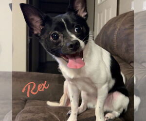 Chihuahua-Unknown Mix Dogs for adoption in HOUSTON, TX, USA