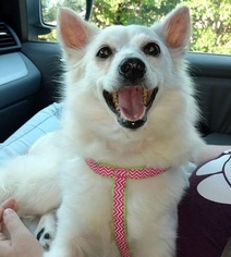 American Eskimo Dog-Unknown Mix Dogs for adoption in Suwanee, GA, USA