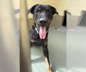 Rottweiler-Unknown Mix Dogs for adoption in Riverside, CA, USA