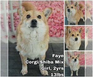 Shiba Inu-Unknown Mix Dogs for adoption in Seattle, WA, USA