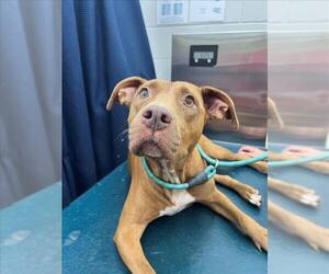 Labrador Retriever-Unknown Mix Dogs for adoption in Mobile, AL, USA