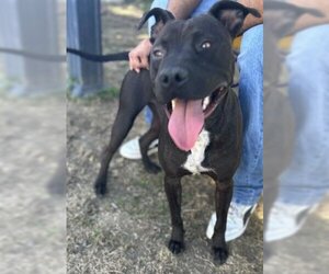 American Pit Bull Terrier-Unknown Mix Dogs for adoption in Visalia, CA, USA