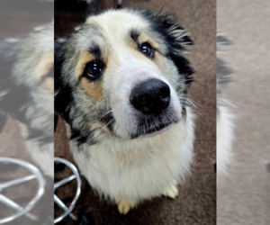 Great Pyrenees-Unknown Mix Dogs for adoption in Brooklyn Center, MN, USA