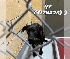 Labrador Retriever Dogs for adoption in Tulsa, OK, USA