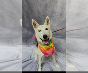 Akita-Siberian Husky Mix Dogs for adoption in Ogden, UT, USA