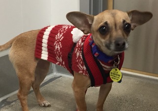 Chihuahua Dogs for adoption in Columbus, OH, USA
