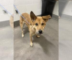 German Shepherd Dog-Unknown Mix Dogs for adoption in Forestville, MD, USA