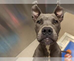 American Pit Bull Terrier Dogs for adoption in Denver, CO, USA