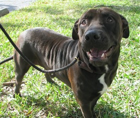 American Pit Bull Terrier-Unknown Mix Dogs for adoption in Orlando, FL, USA