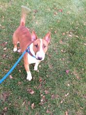 Bull Terrier Dogs for adoption in Northville, MI, USA