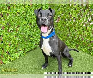 American Pit Bull Terrier Dogs for adoption in West Palm Beach, FL, USA
