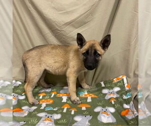 Mutt Dogs for adoption in Modesto, CA, USA