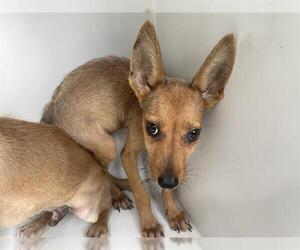 Chihuahua-Unknown Mix Dogs for adoption in Houston, TX, USA