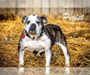 Bulldog Dogs for adoption in Kettering, OH, USA