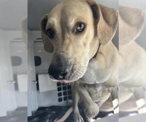Labrador Retriever-Unknown Mix Dogs for adoption in Palmetto, FL, USA