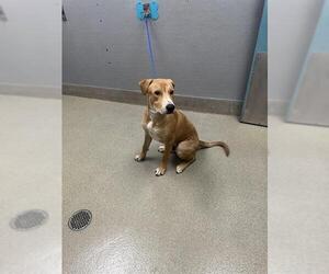 Labrador Retriever-Unknown Mix Dogs for adoption in Las Vegas, NV, USA