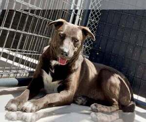 Mutt Dogs for adoption in Rowlett, TX, USA